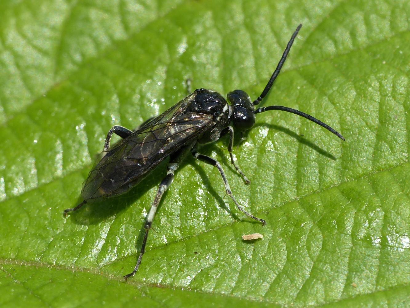 Allantus? Tenthredo? no... Macrophya cfr. alboannulata